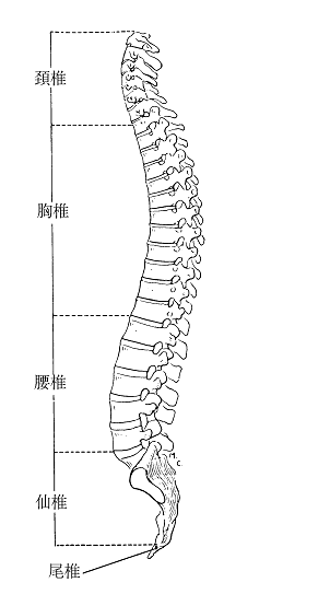 図１　脊柱の分類