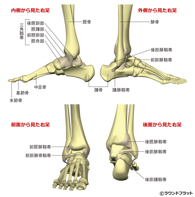 前 距 靭帯 くるぶし 腓 足関節の靭帯損傷を評価するコツ！ ～踵腓靭帯（CFL）・前下脛腓靭帯（AITFL）編～｜Y.K｜note