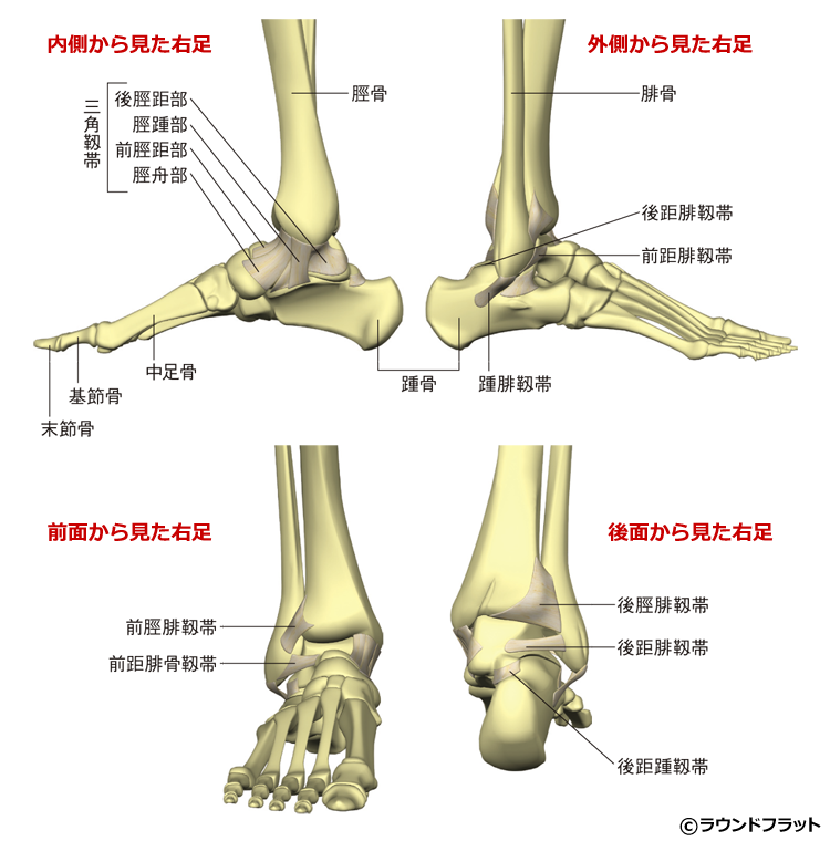 前 脛 腓 靭帯