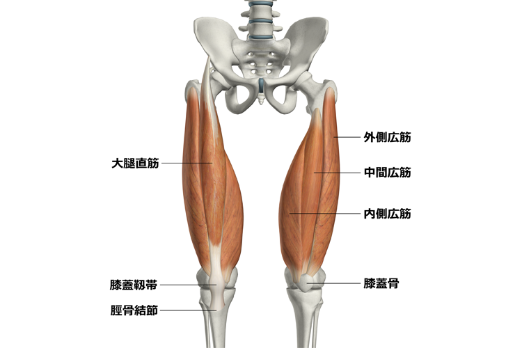 図１　大腿四頭筋