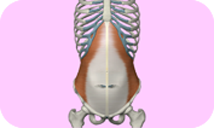 腹横筋