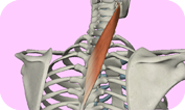 頸板状筋