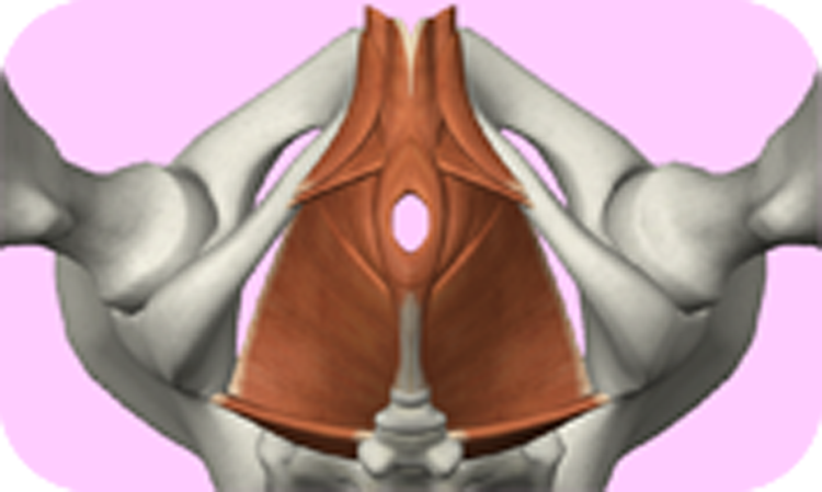 番外編その一：骨盤底筋群