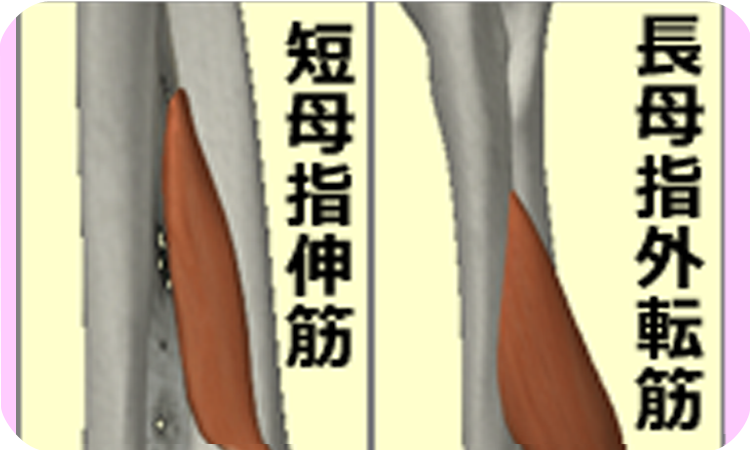 番外編その二：短母指伸筋 ＆ 長母指外転筋