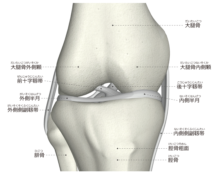 図３　膝関節の構造（膝関節を前から見たところ）