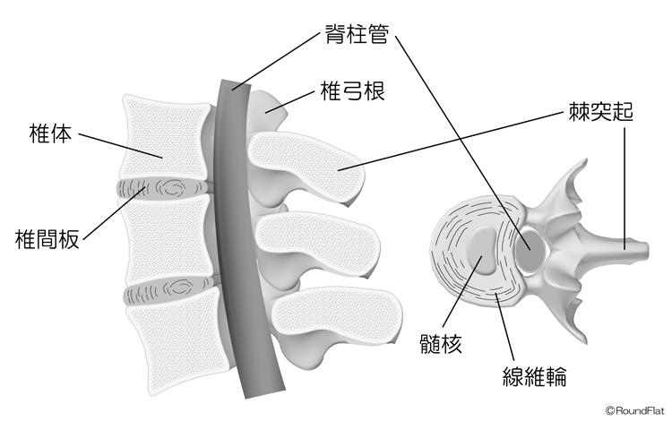 脊柱の構造