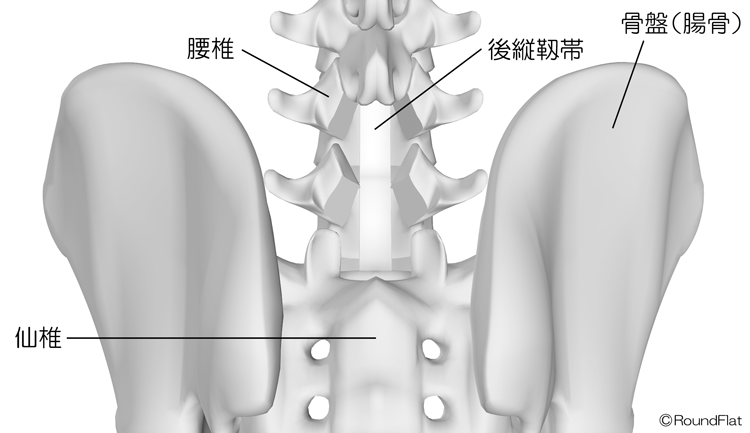 後縦靭帯