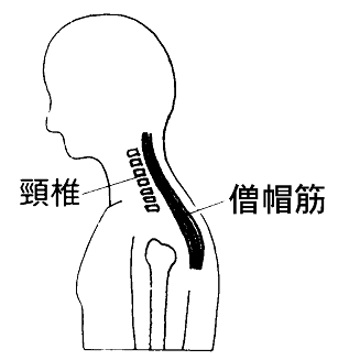 図２　僧帽筋