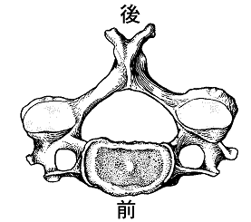 図４　第３～６頚椎の形