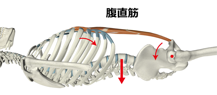 図２　腹直筋