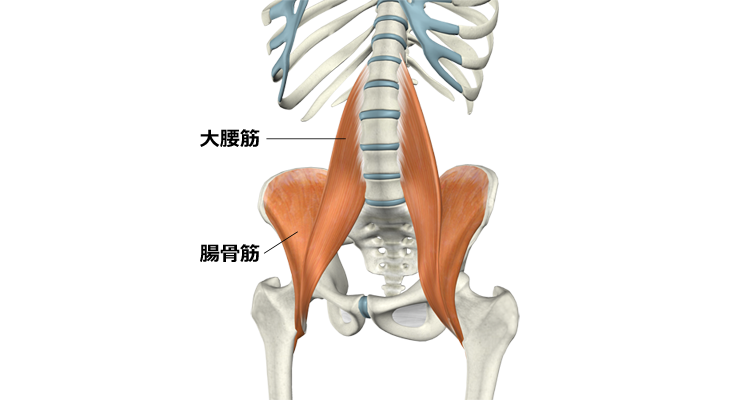 図３　腸腰筋（大腰筋と腸骨筋）