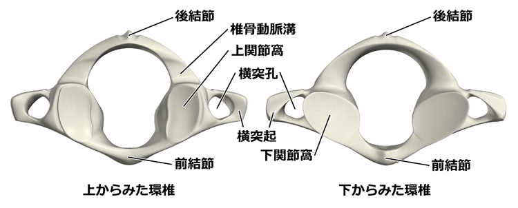 図２　環椎