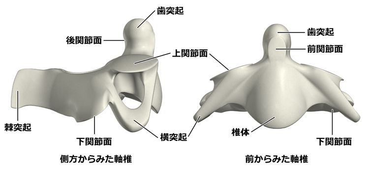 図３　軸椎