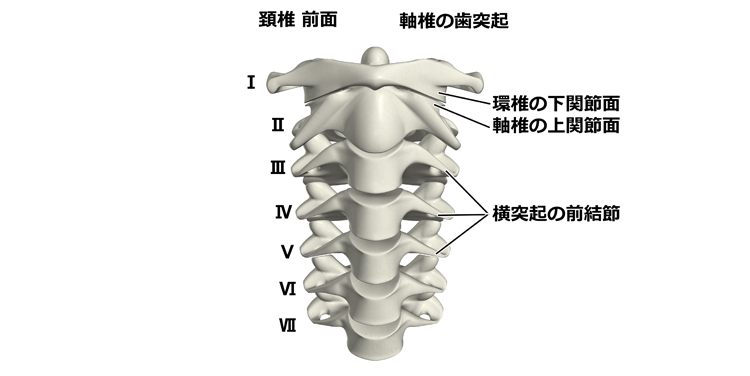 図４　頚椎