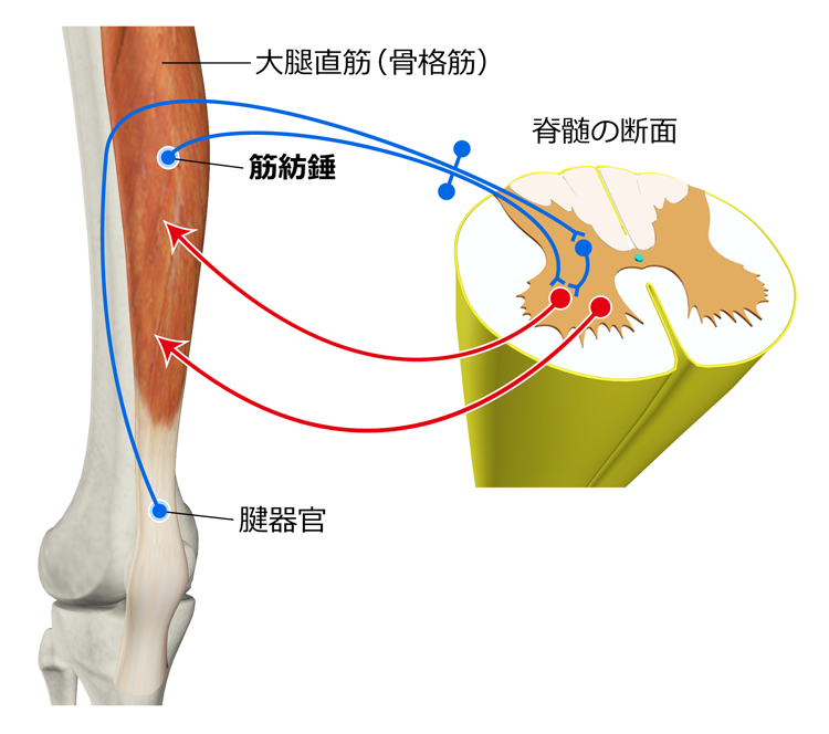 図１　大腿四頭筋の筋紡錘