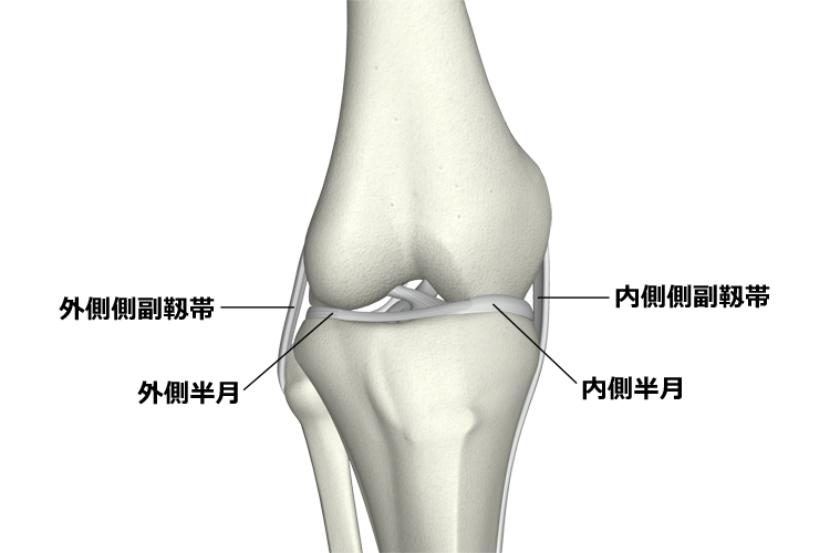 図２　膝関節の側副靭帯