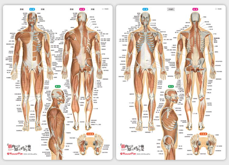 筋肉まるわかりシート